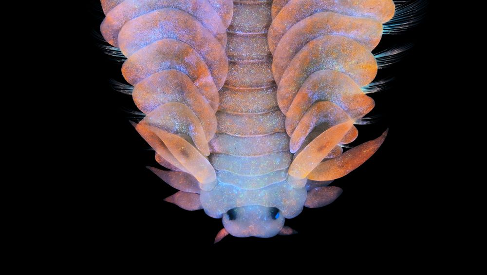 Marine worm.