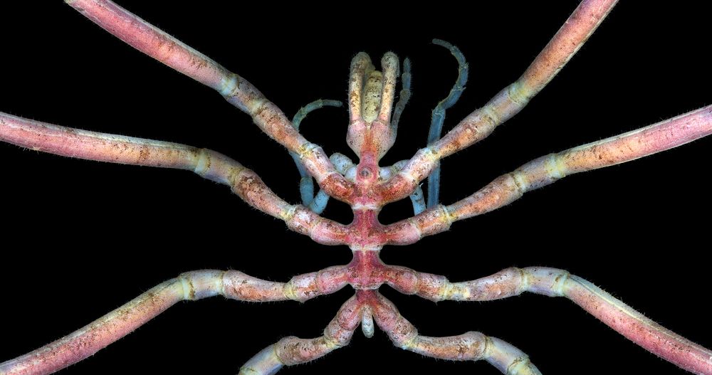 Sea spider.