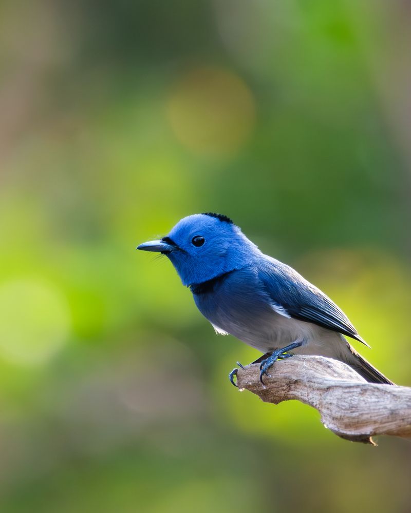 Photograph by anubhav gogoi