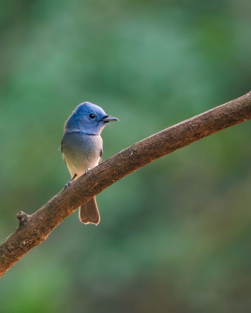 Photograph by anubhav gogoi