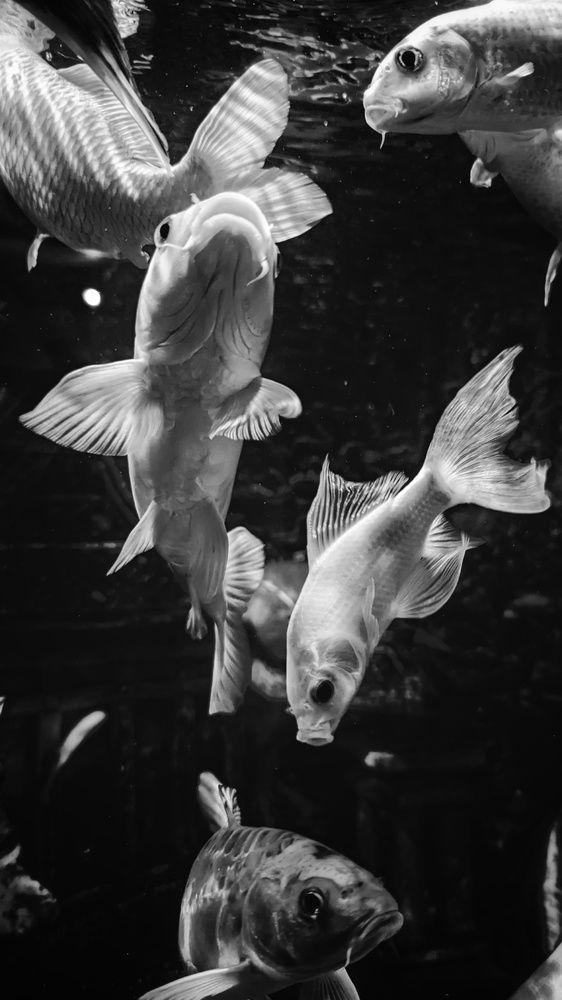 Фотография автора constantnine