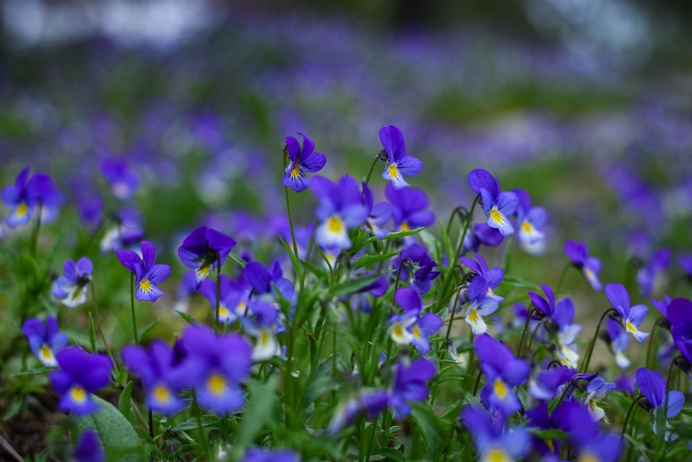 Photograph by Елизавета Турутина