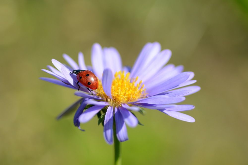 Photograph by Сергей Пидронов