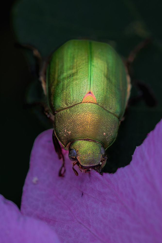 Photograph by Suzuki Ryuta