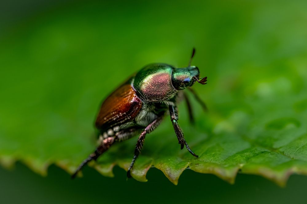 Photograph by Suzuki Ryuta