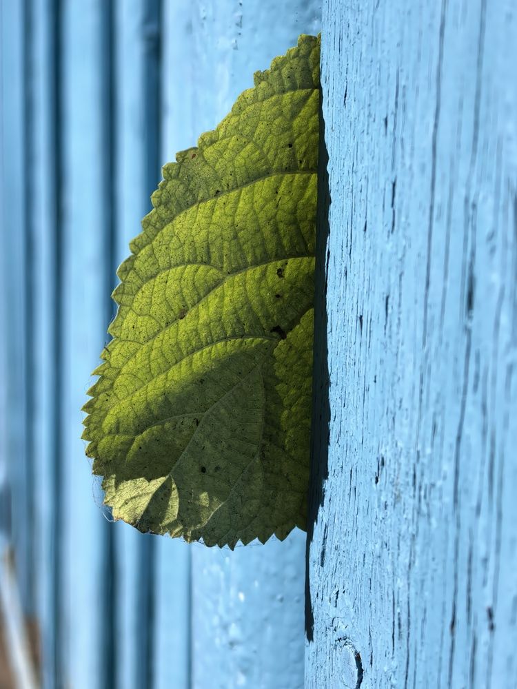 Фотография автора Елена Охапкина