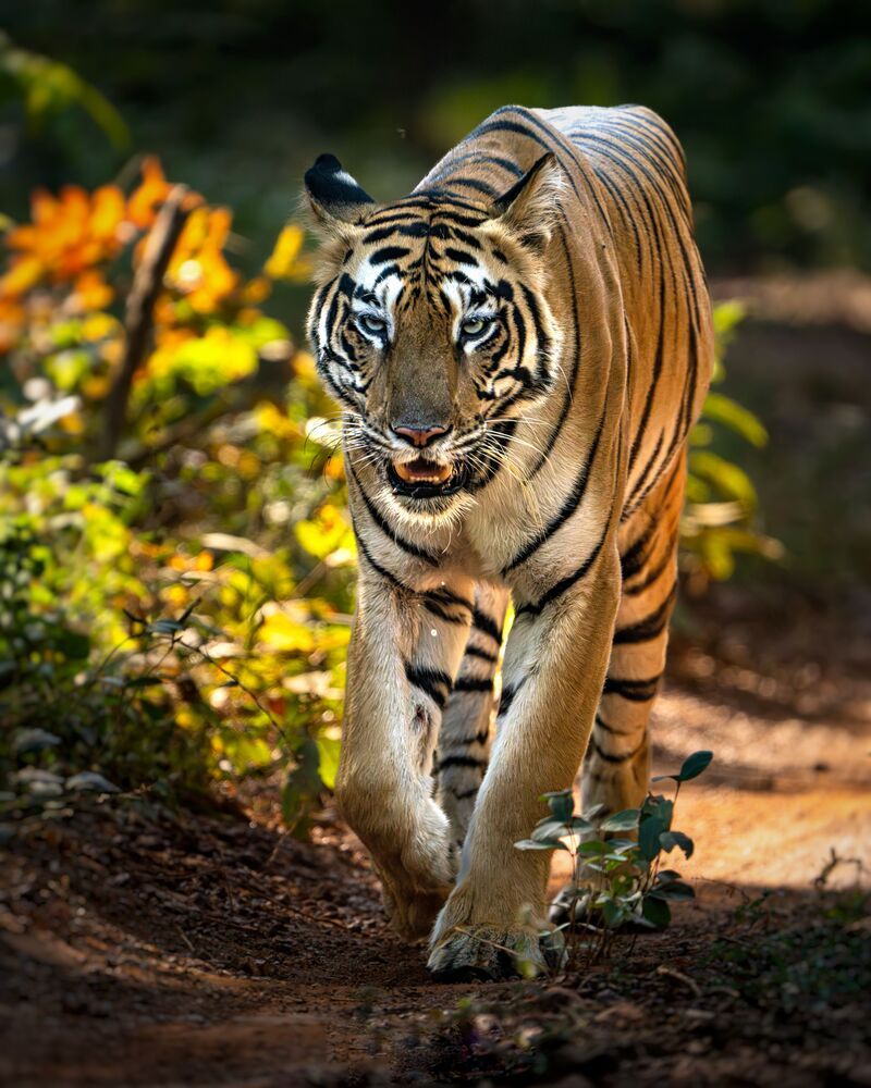 Фотография автора mahadevan Arige