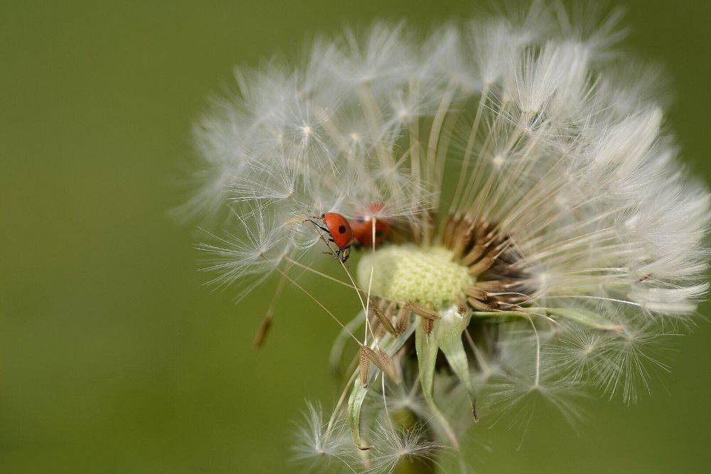 Photograph by Сергей Пидронов
