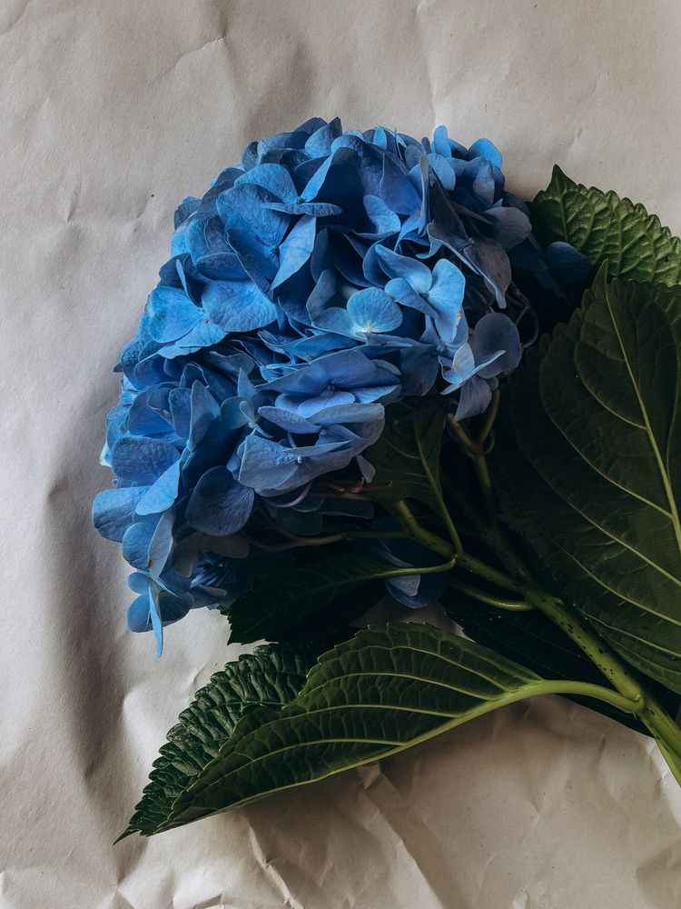 Фотография автора Анна Ворончихина