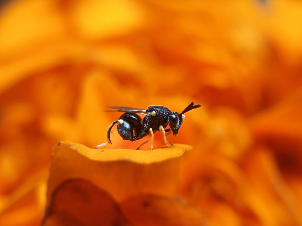 Photograph by Mrinal Saha