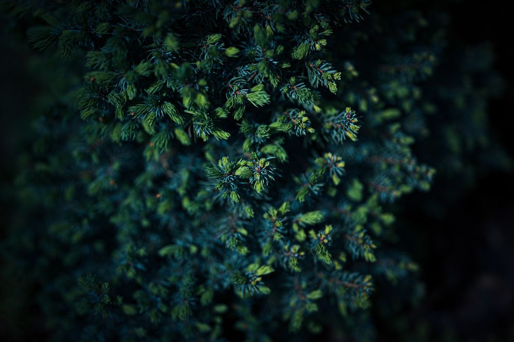 Photograph by Сергей ПЛАТОНОВ