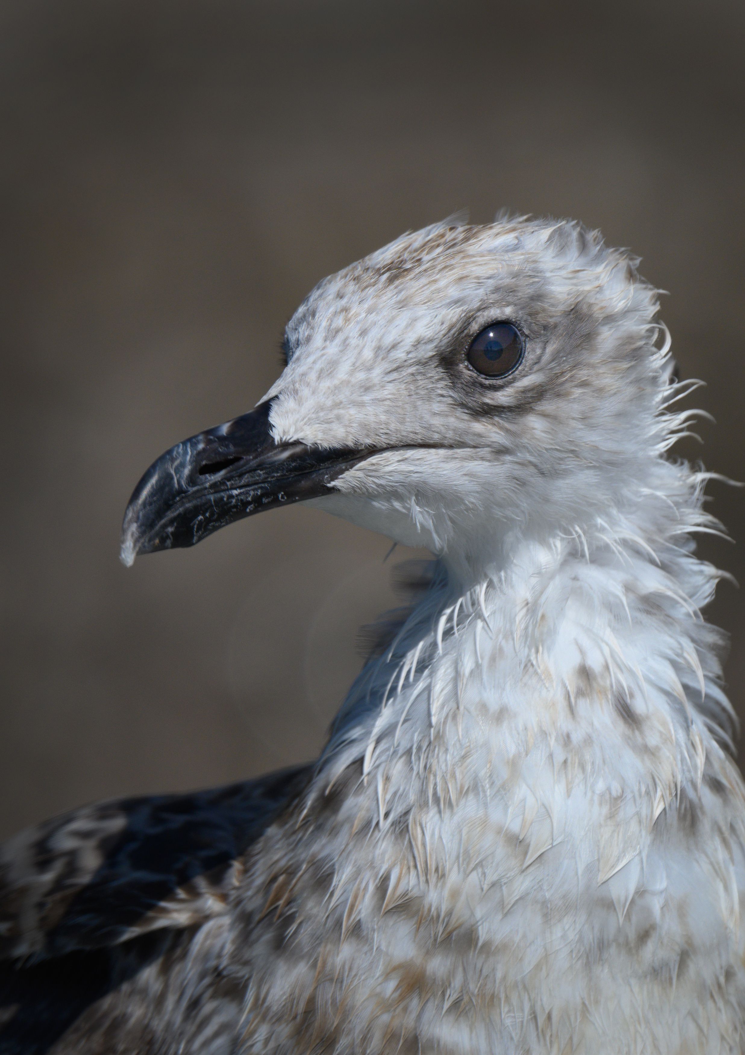 Photograph by Сергей Мальцев