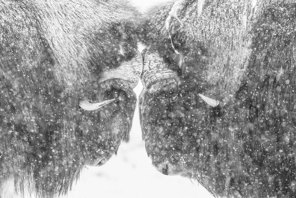 Photograph by Ernestas Balcikonis