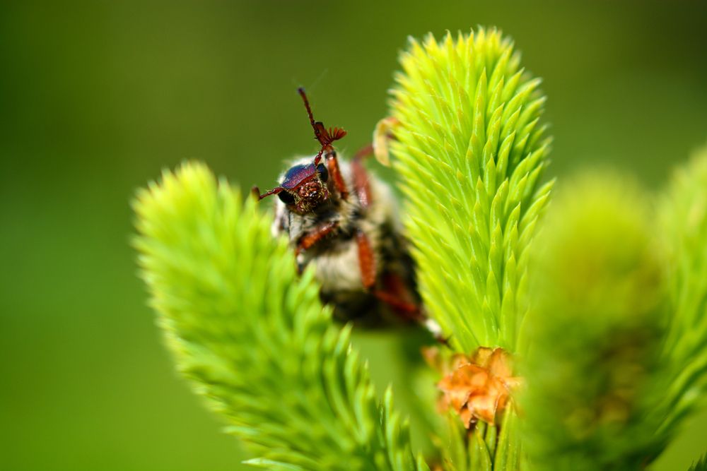 Майский жук