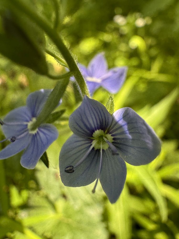 Фотография автора Галина Санчирова