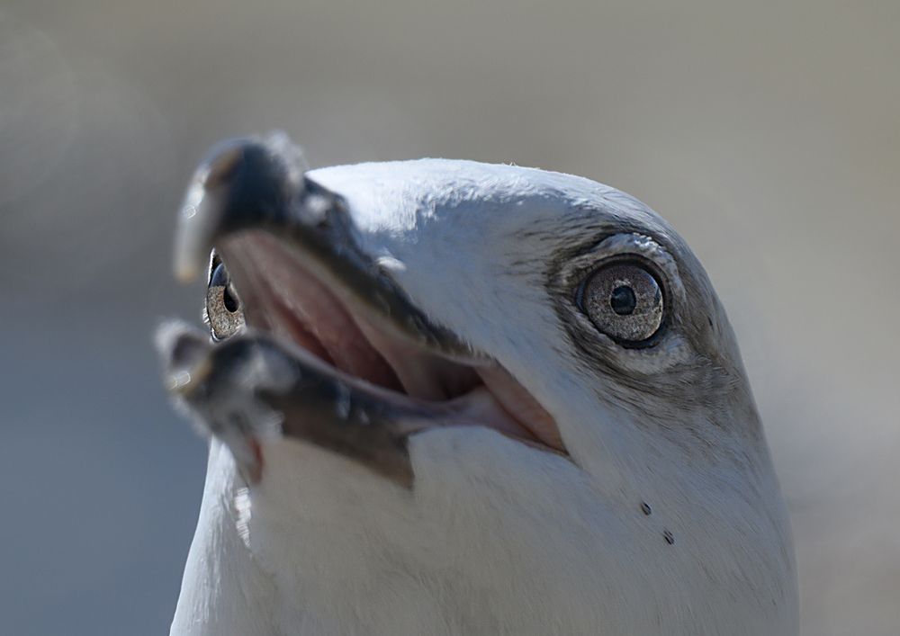 Photograph by Сергей Мальцев