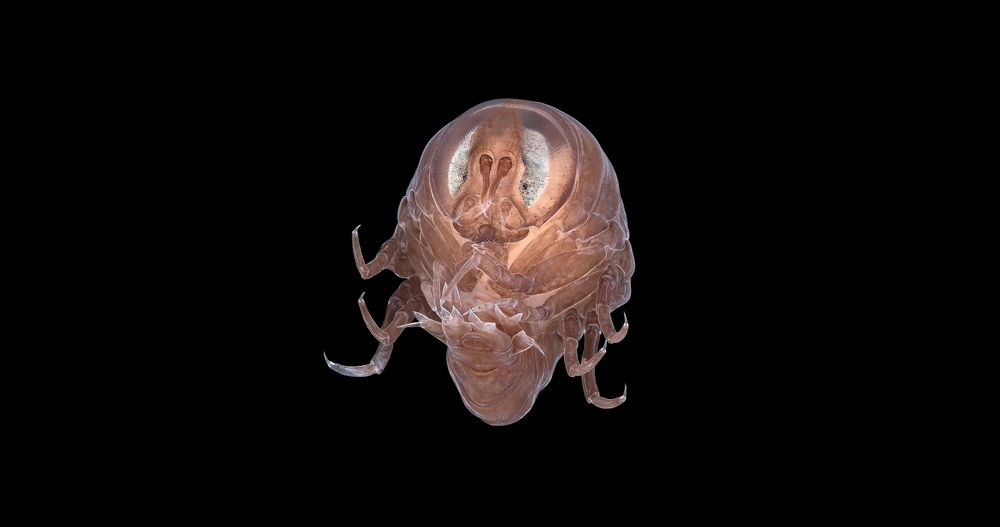 The crustacean Hyperia galba
