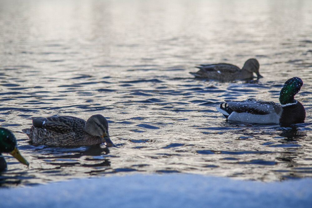 Photograph by Сергей Копылов
