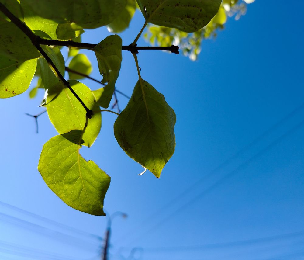 Фотография автора Любовь Чечешкина