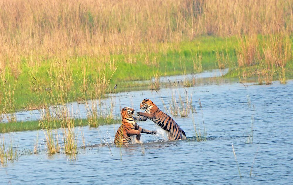 Photograph by Nirmalya Chakraborty