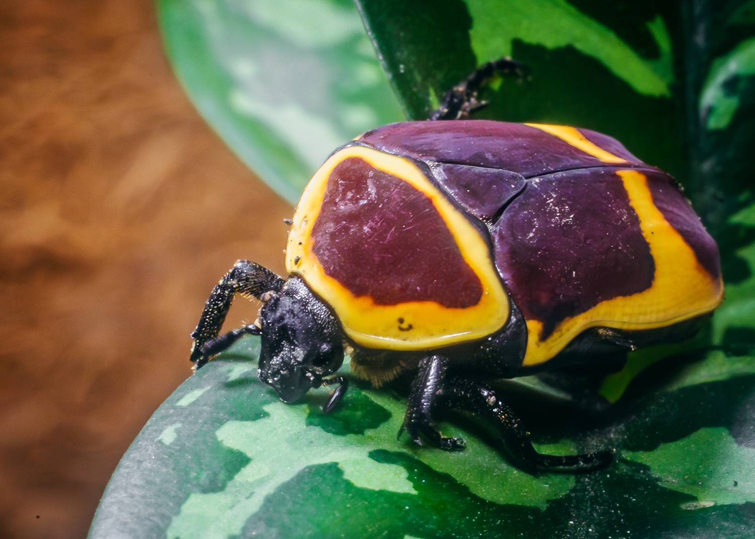 Бронзовка Конголезская (Pachnoda marginata)