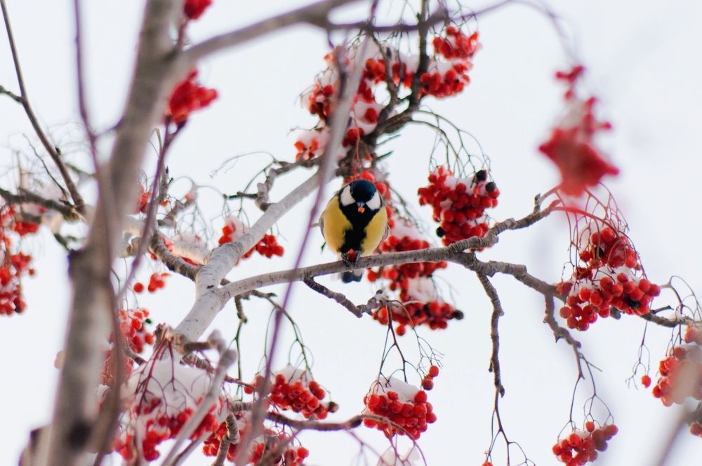 Photograph by Елизавета Нефедова