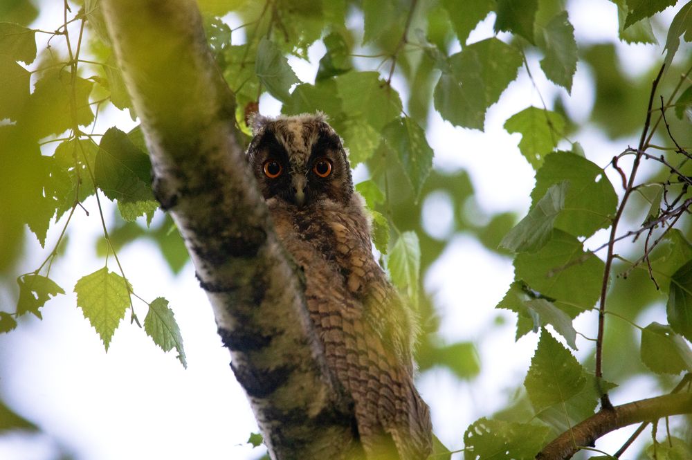 Мне сверху видно все!