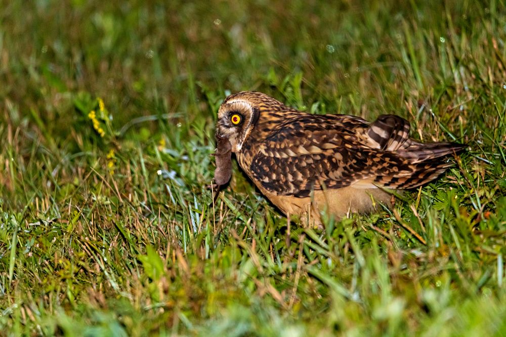 Хорошая была охота