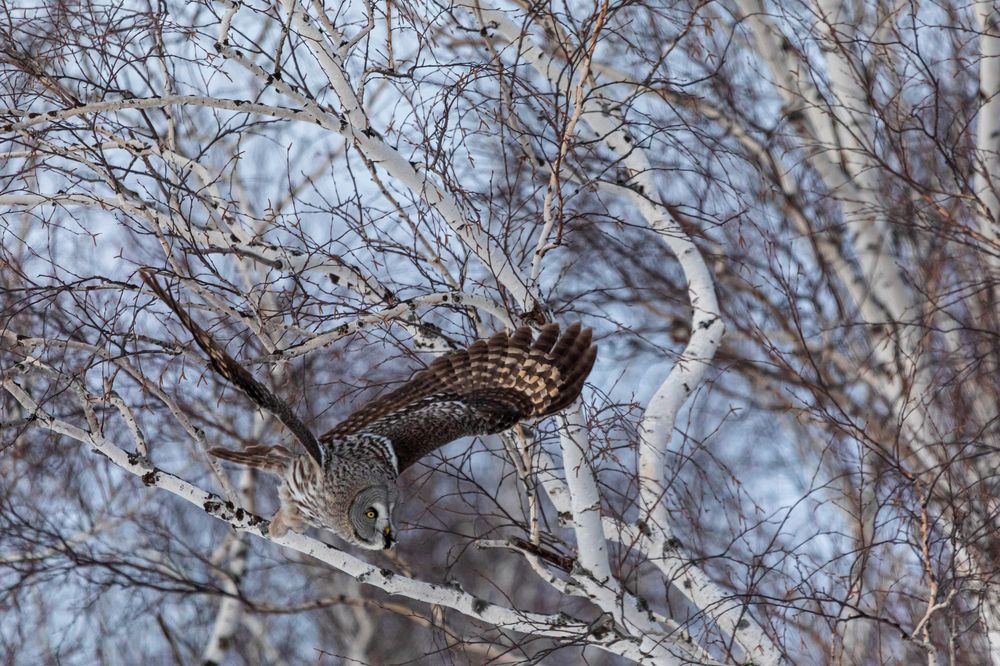 Вижу цель! Не вижу препятствий!