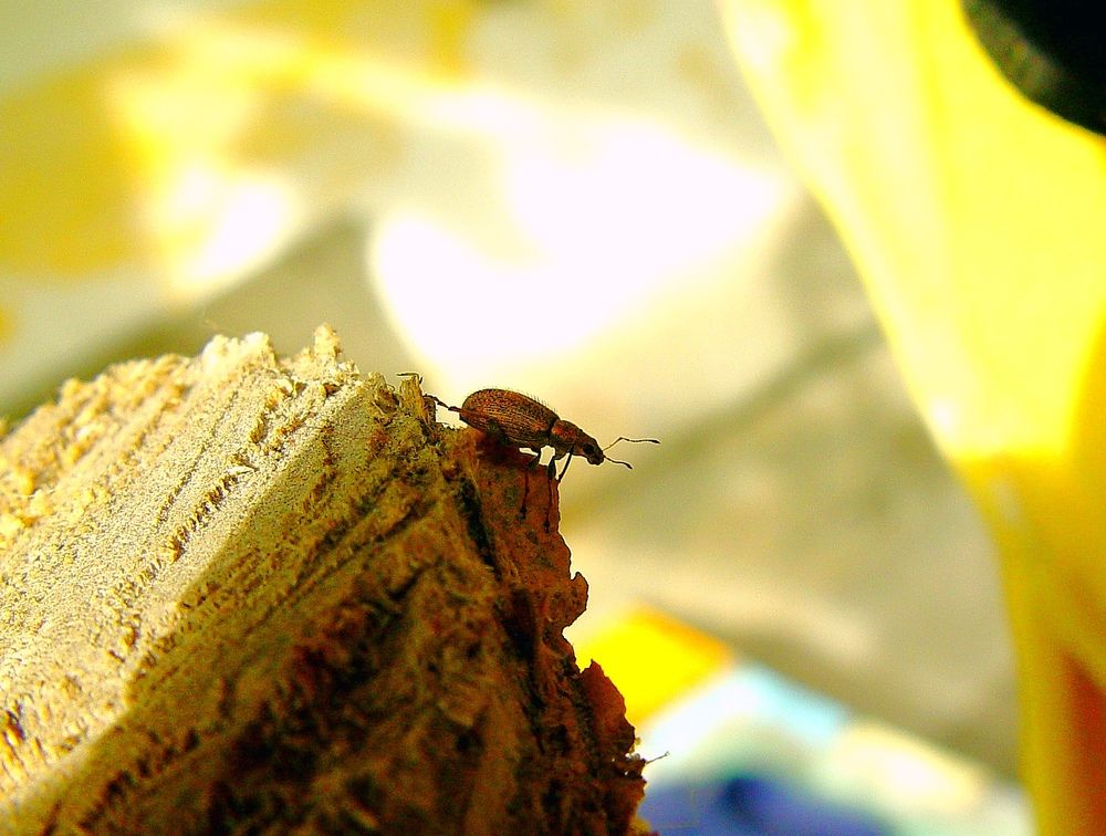 Photograph by Hvabek Kim