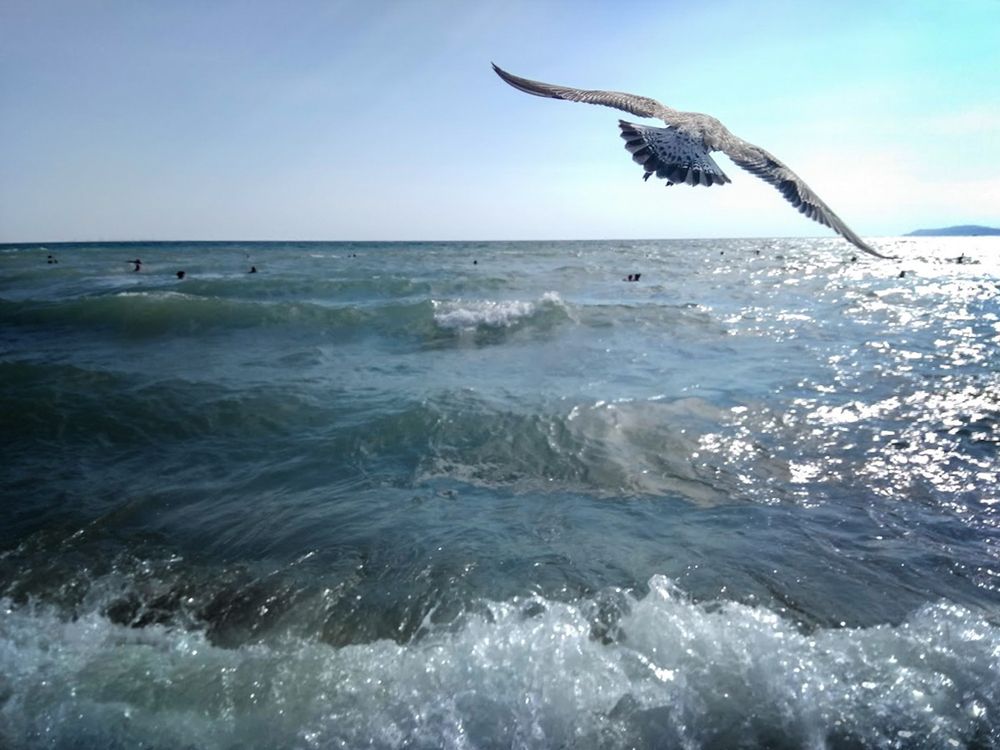 Фотография автора Алексей Трифонов