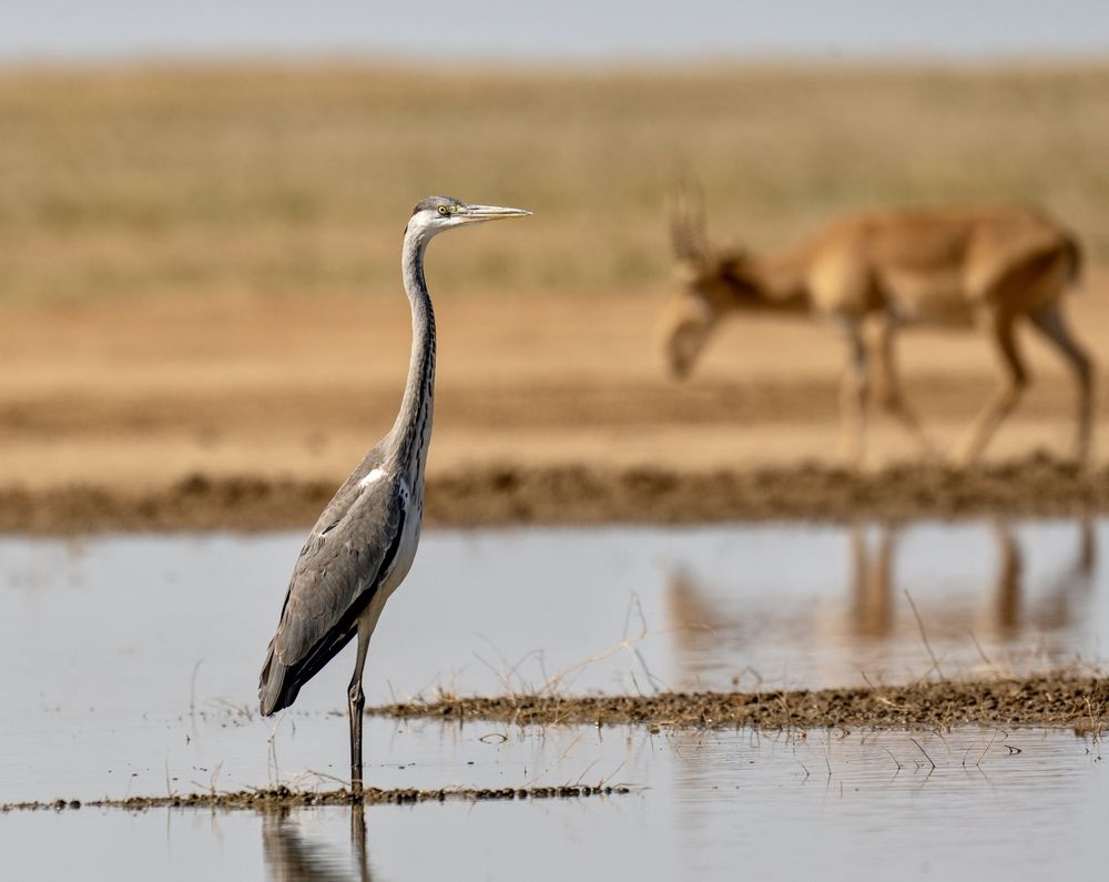 Photograph by Владимир Цветов