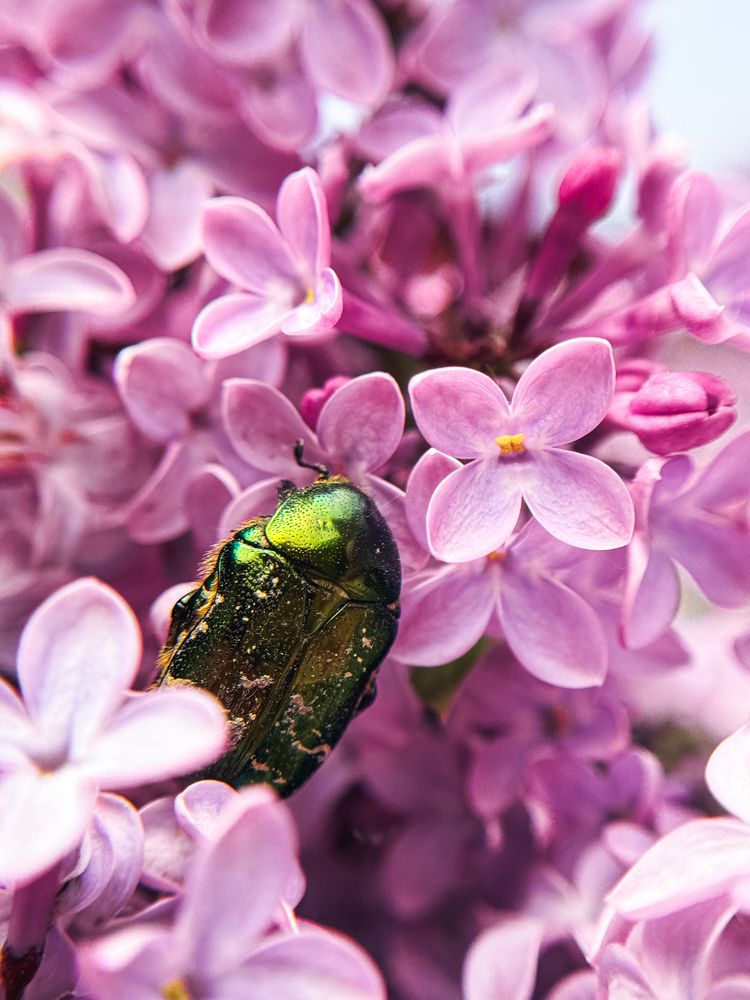 Photograph by Anastasia Asakura