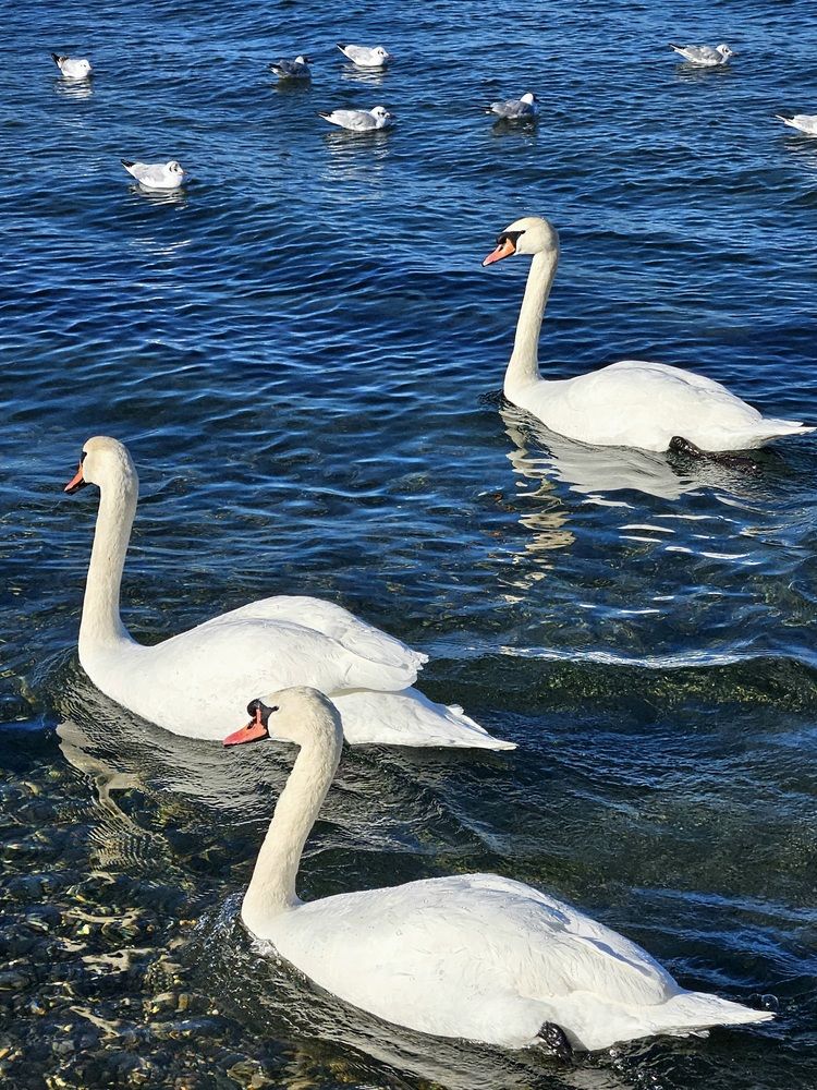 Фотография автора Tatiana Shirenko