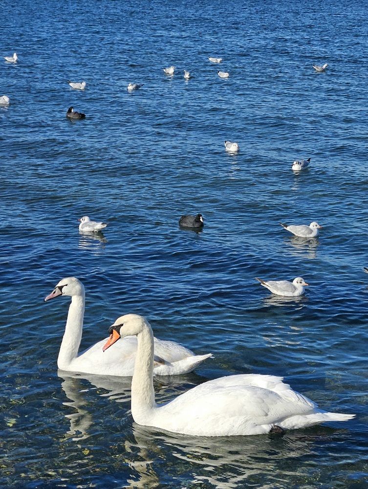 Фотография автора Tatiana Shirenko