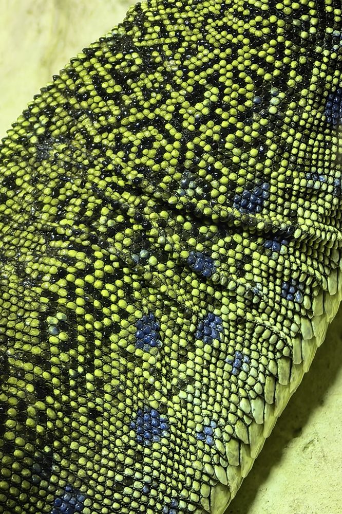 Фотография автора Елена Охапкина