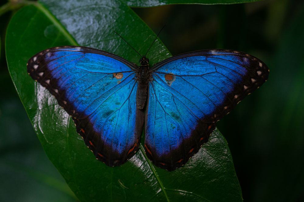 Photograph by Julia A Caesar