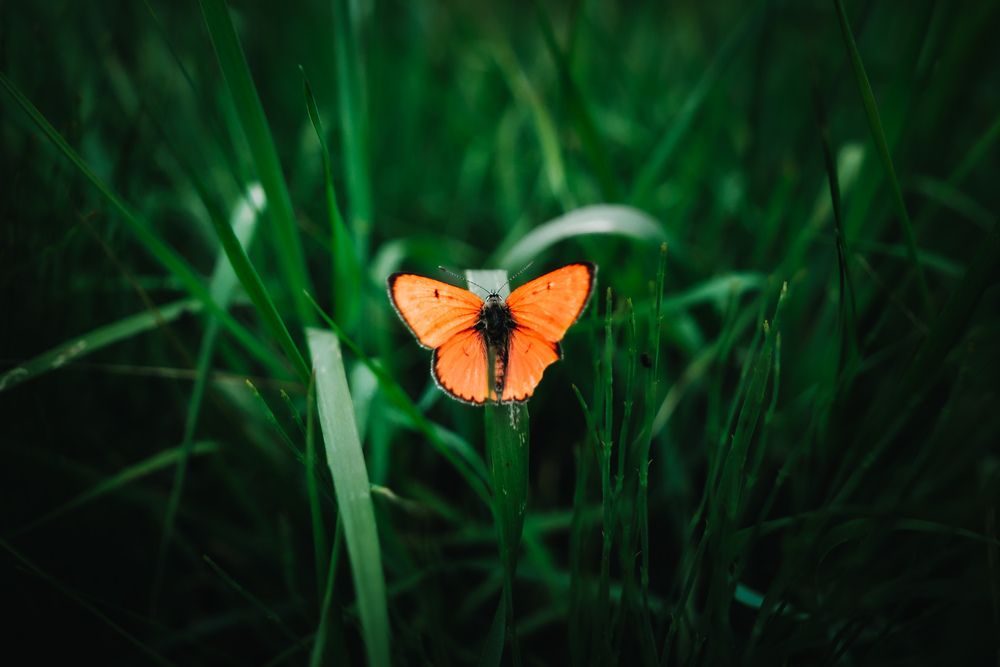 Photograph by Алексей Болотов