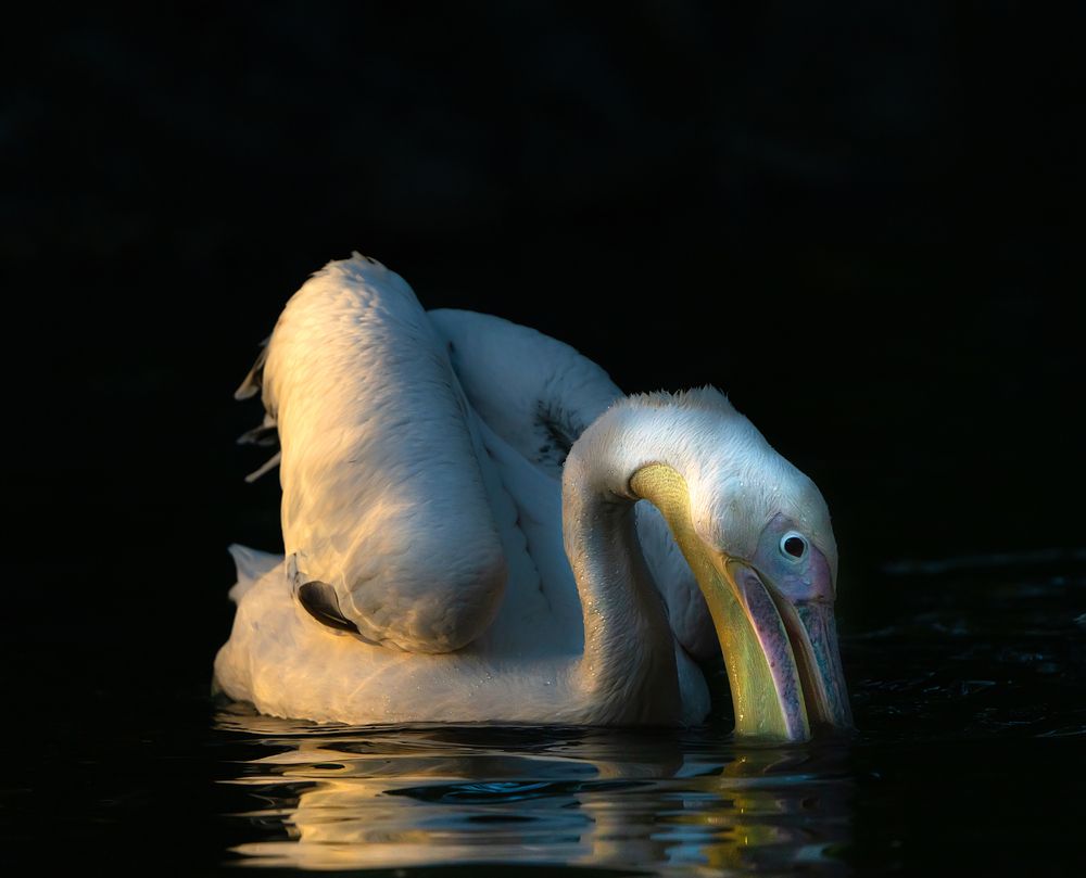 Photograph by Ольга Мусиенко