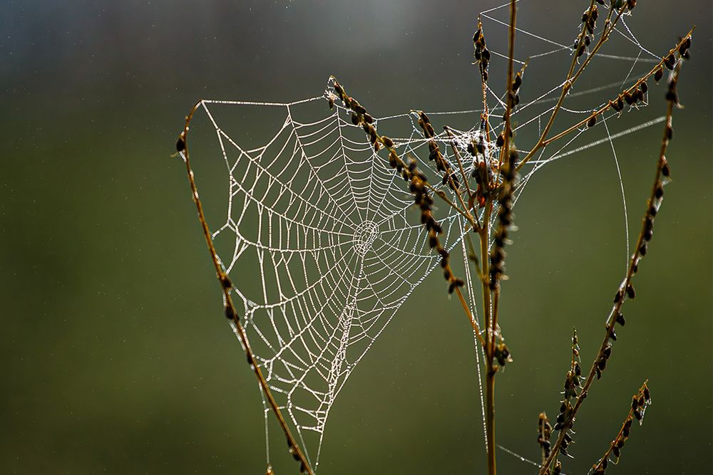 Photograph by Надежда Хрусталёва