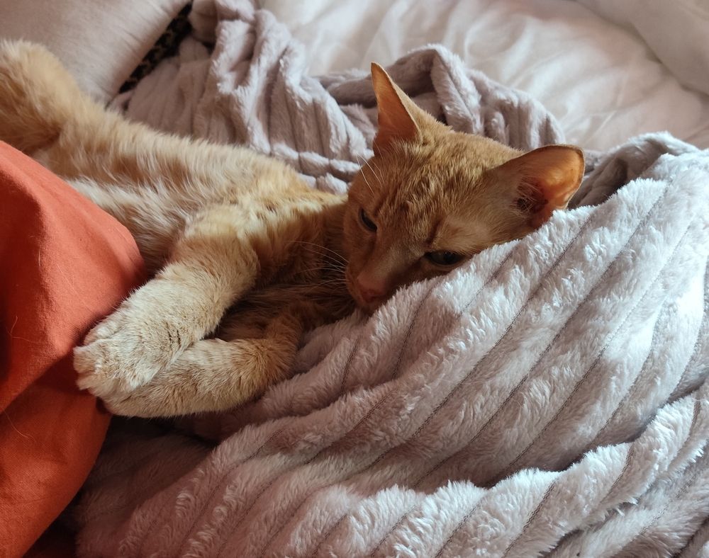 Photo #13194586