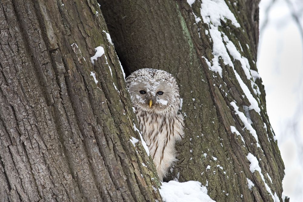 Наблюдатель (Observer)
