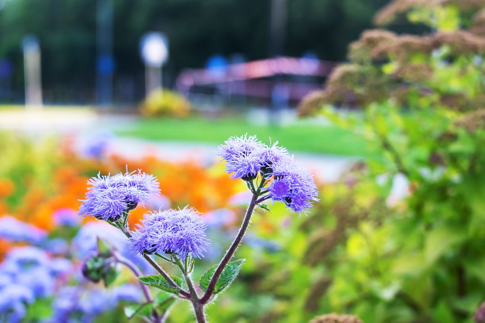 Photograph by Vera Ginko