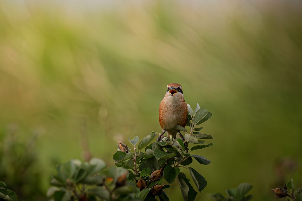 Photograph by Fujimon