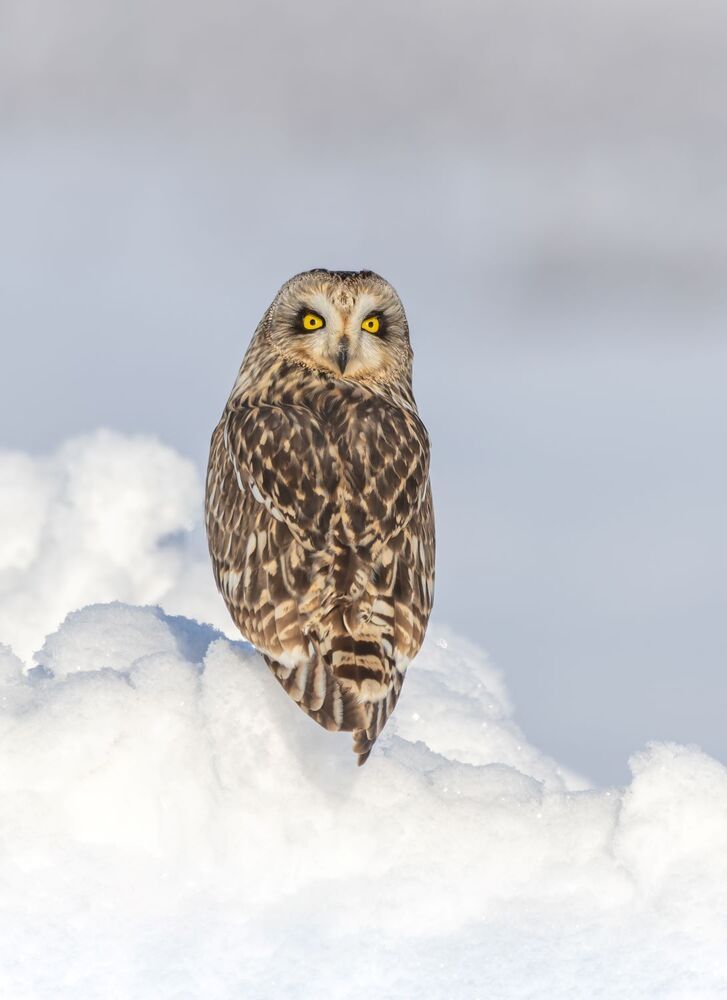 Королева снежной горы.