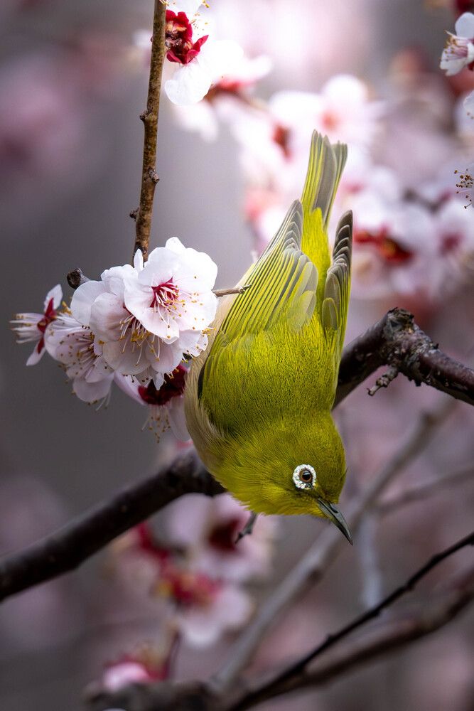 Green within pink