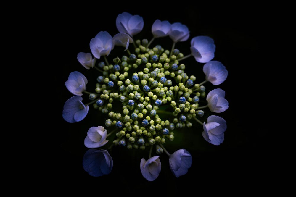 Photograph by Fujimon