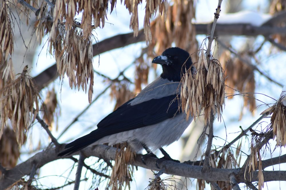 Photograph by Альбина Рамилевна