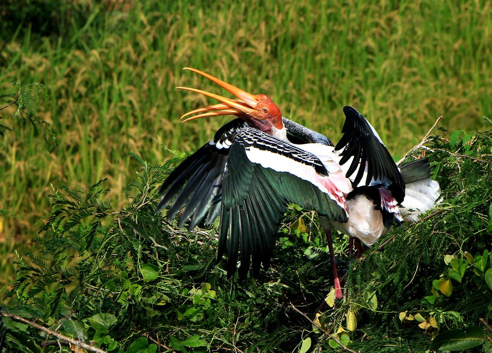 Photograph by Mohana Murali Krishna Kavutharapu