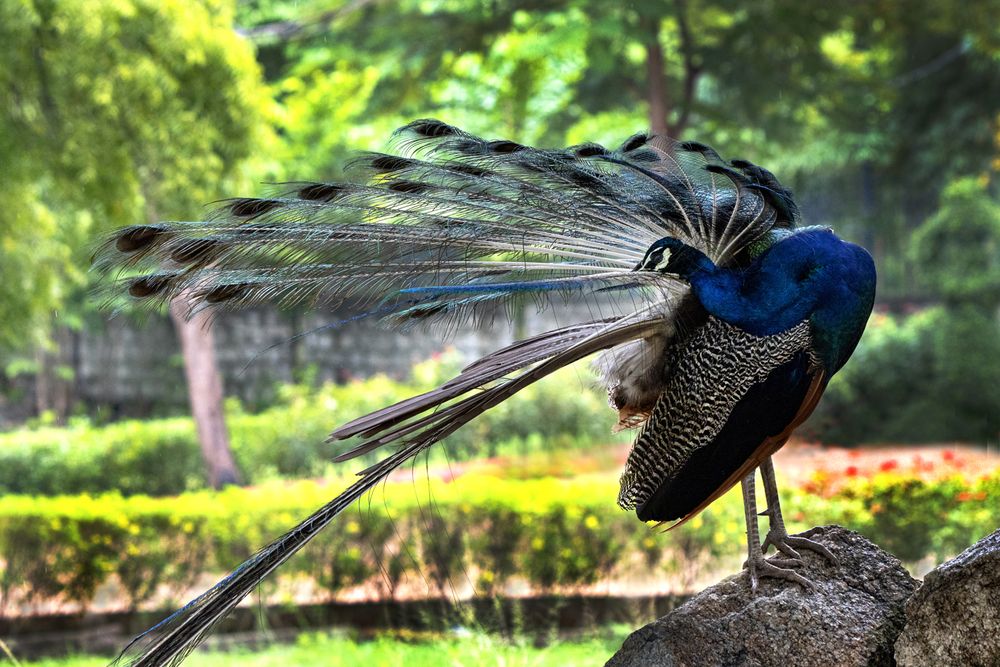 Photograph by Mohana Murali Krishna Kavutharapu